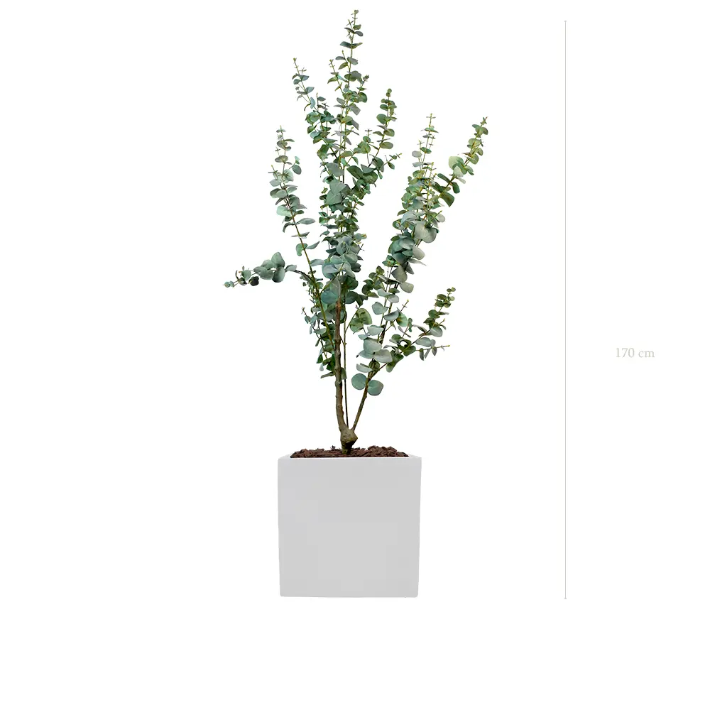 Le Petit Eucalyptus - Cube Blanc - Artificiel