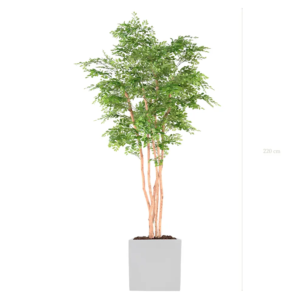 L'Acacia - Cube Blanc - Semi-Naturel