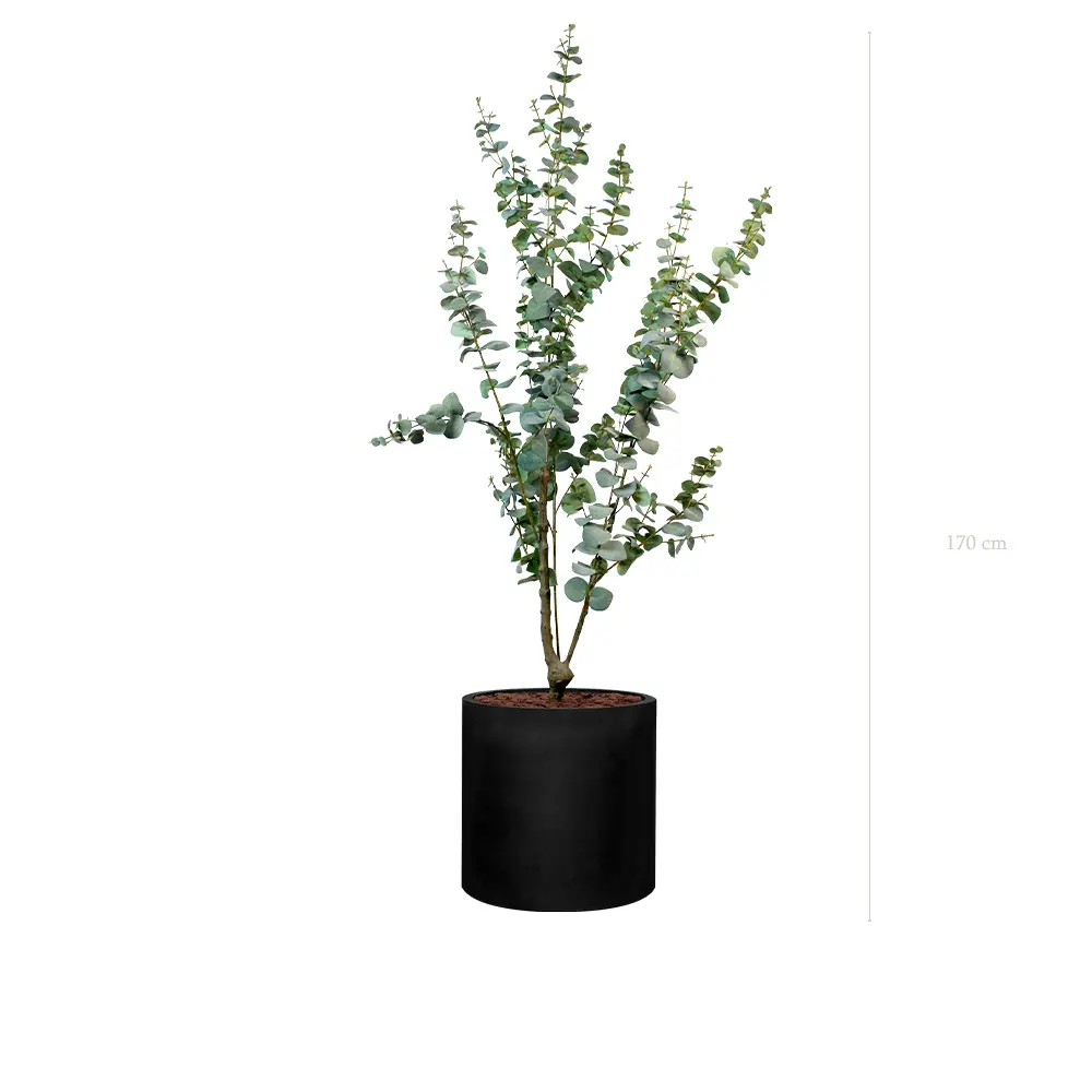Le Petit Eucalyptus - Cylindre Noir - Artificiel