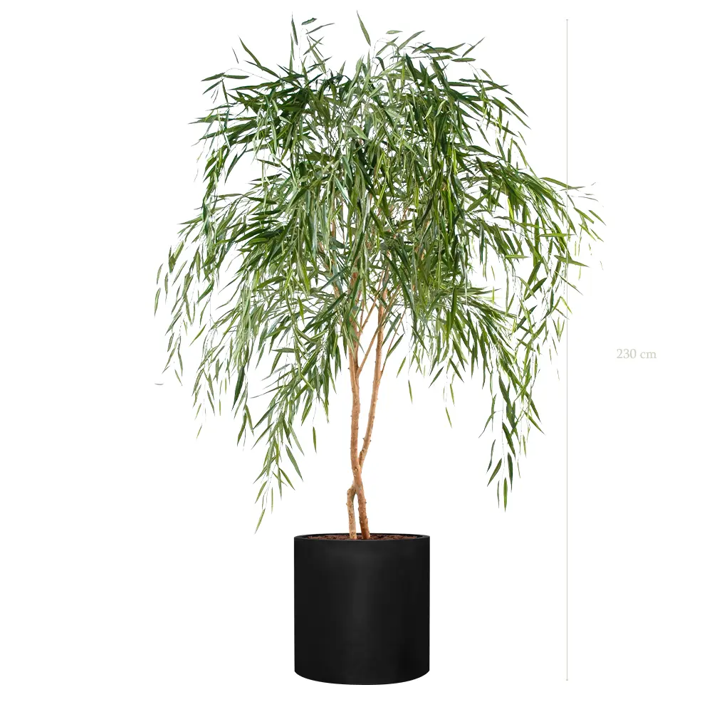 Le Saule - Cylindre Noir - Semi-Naturel