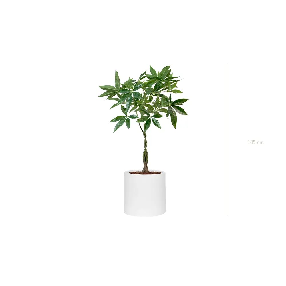 Le Pachira - Cylindre Blanc - Artificiel