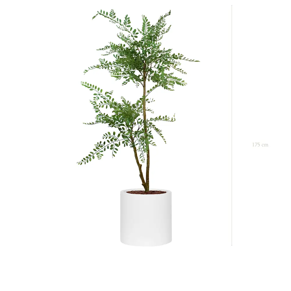 La Sophora - Cylindre Blanc #Artificiel