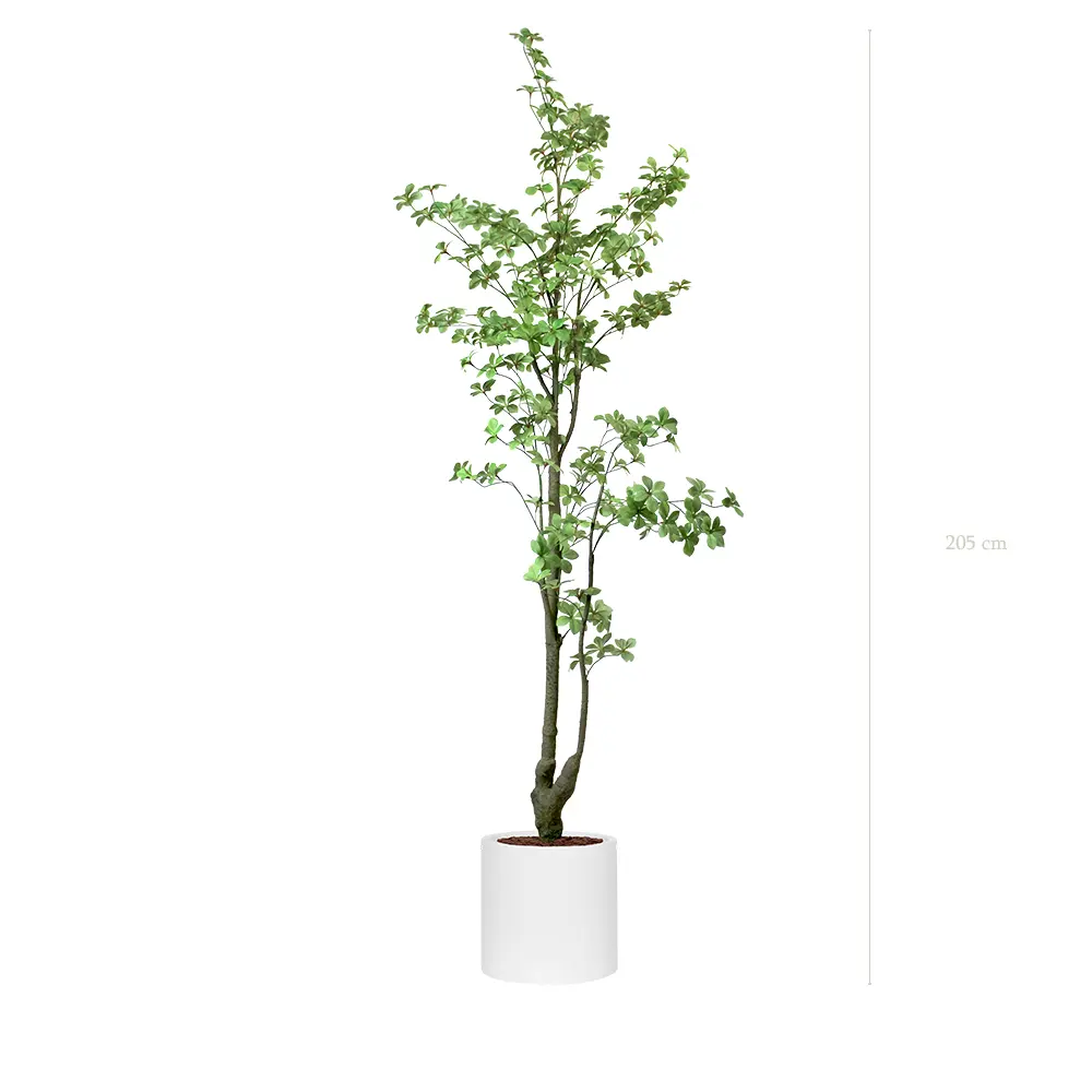 Le Tropaeolum - Cylindre Blanc - Artificiel