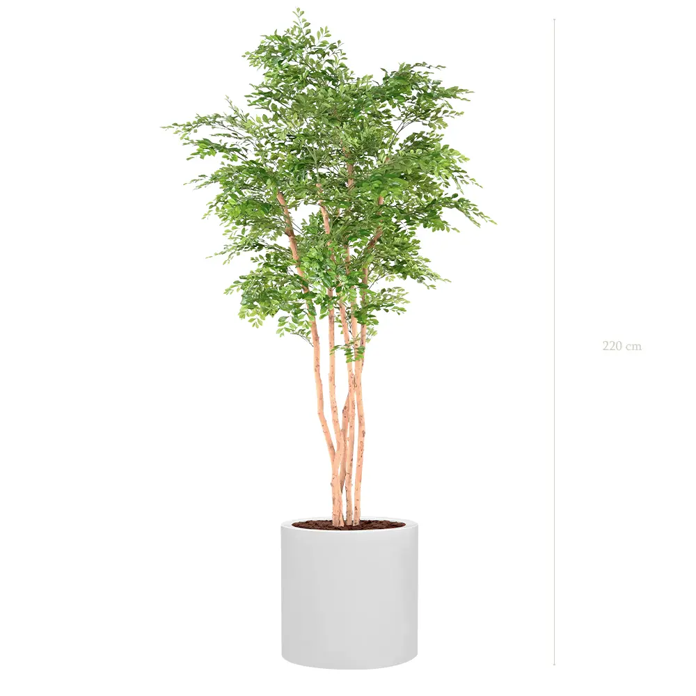 L'Acacia - Cylindre Blanc #Semi-Naturel