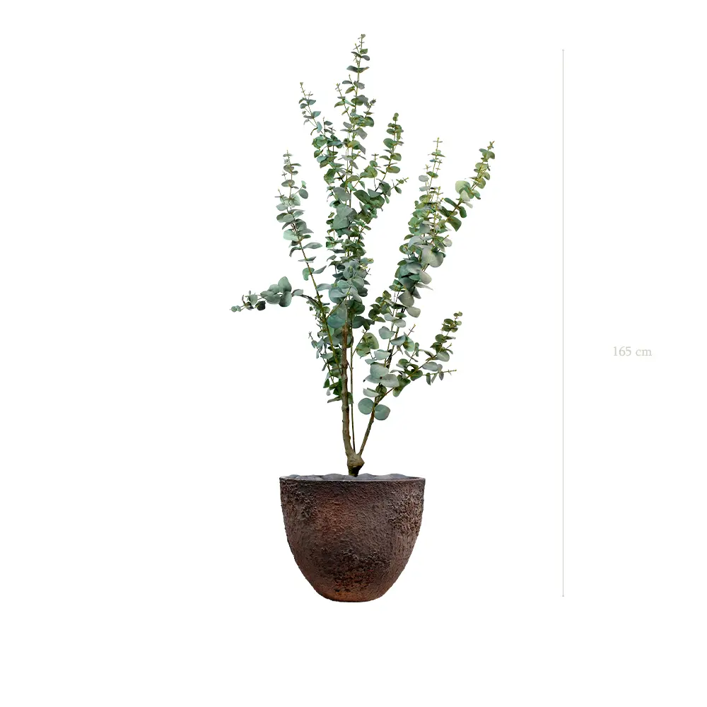 Le Petit Eucalyptus - Pot Oyster - Artificiel
