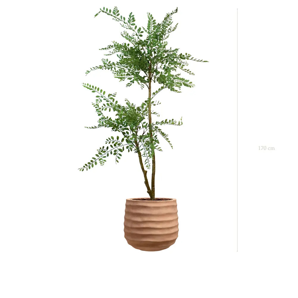 La Sophora - Pot Terracotta - Artificiel