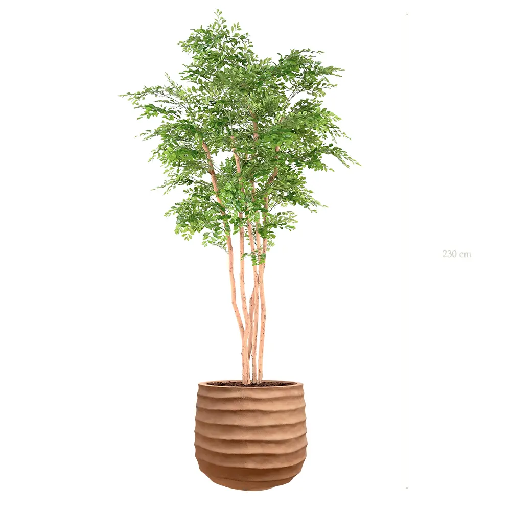 L'Acacia - Pot Terracotta - Semi-Naturel