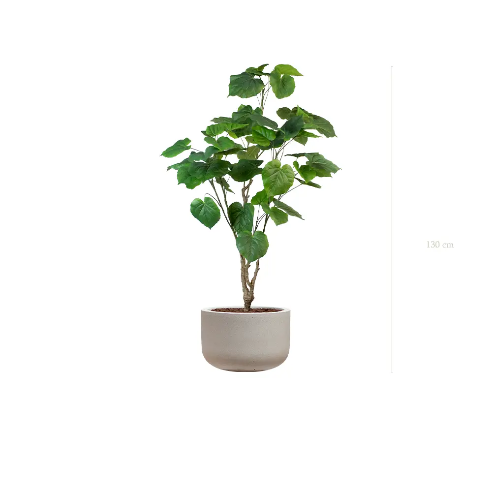 Le Ficus Umbellata - Pot Sable - Artificiel