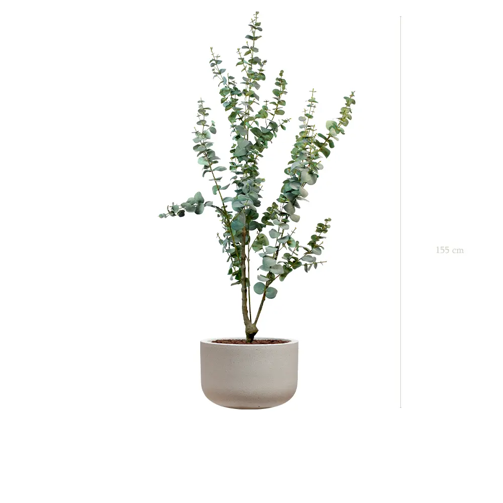 Le Petit Eucalyptus - Pot Sable - Artificiel