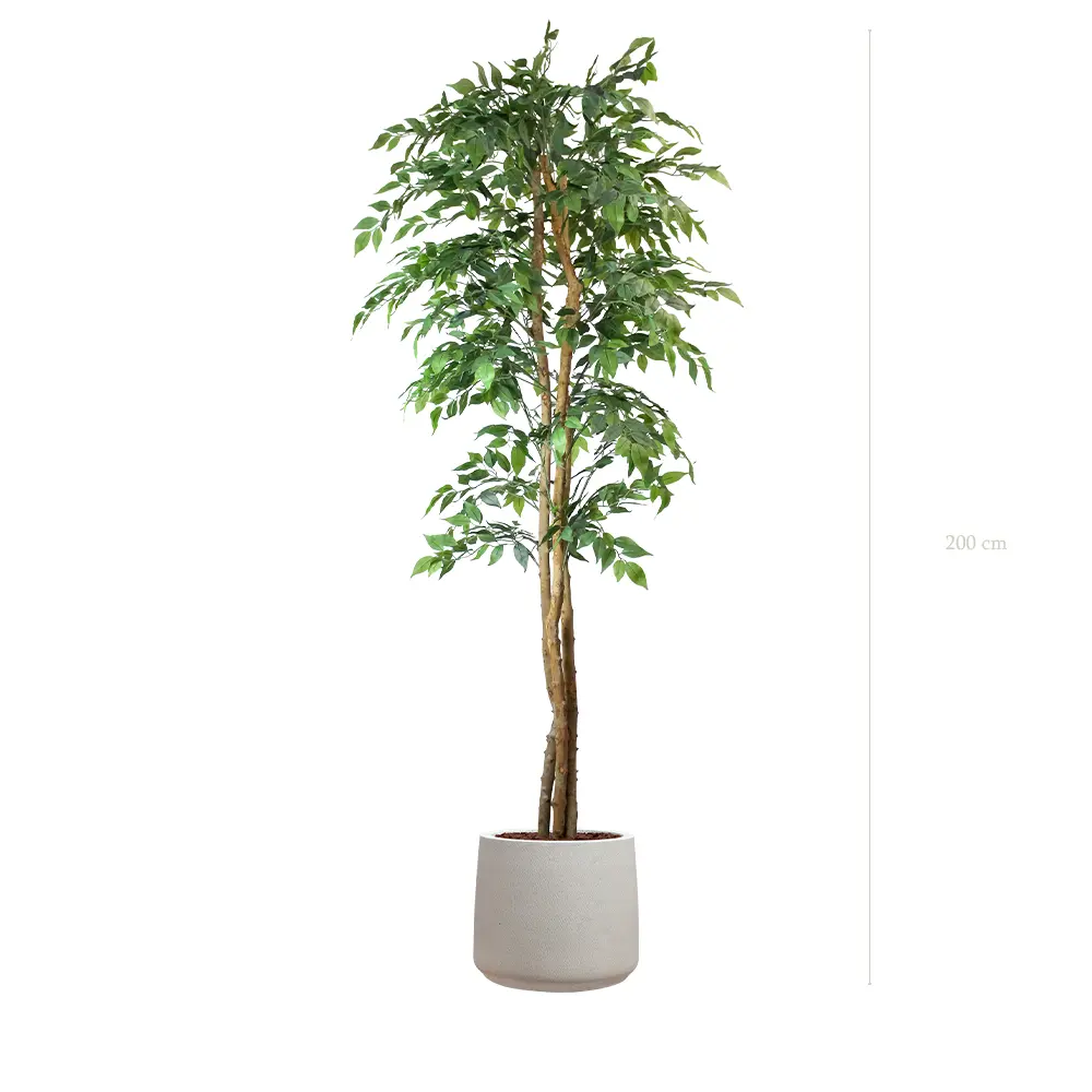 Le Figuier - Pot Sable - Semi-Naturel