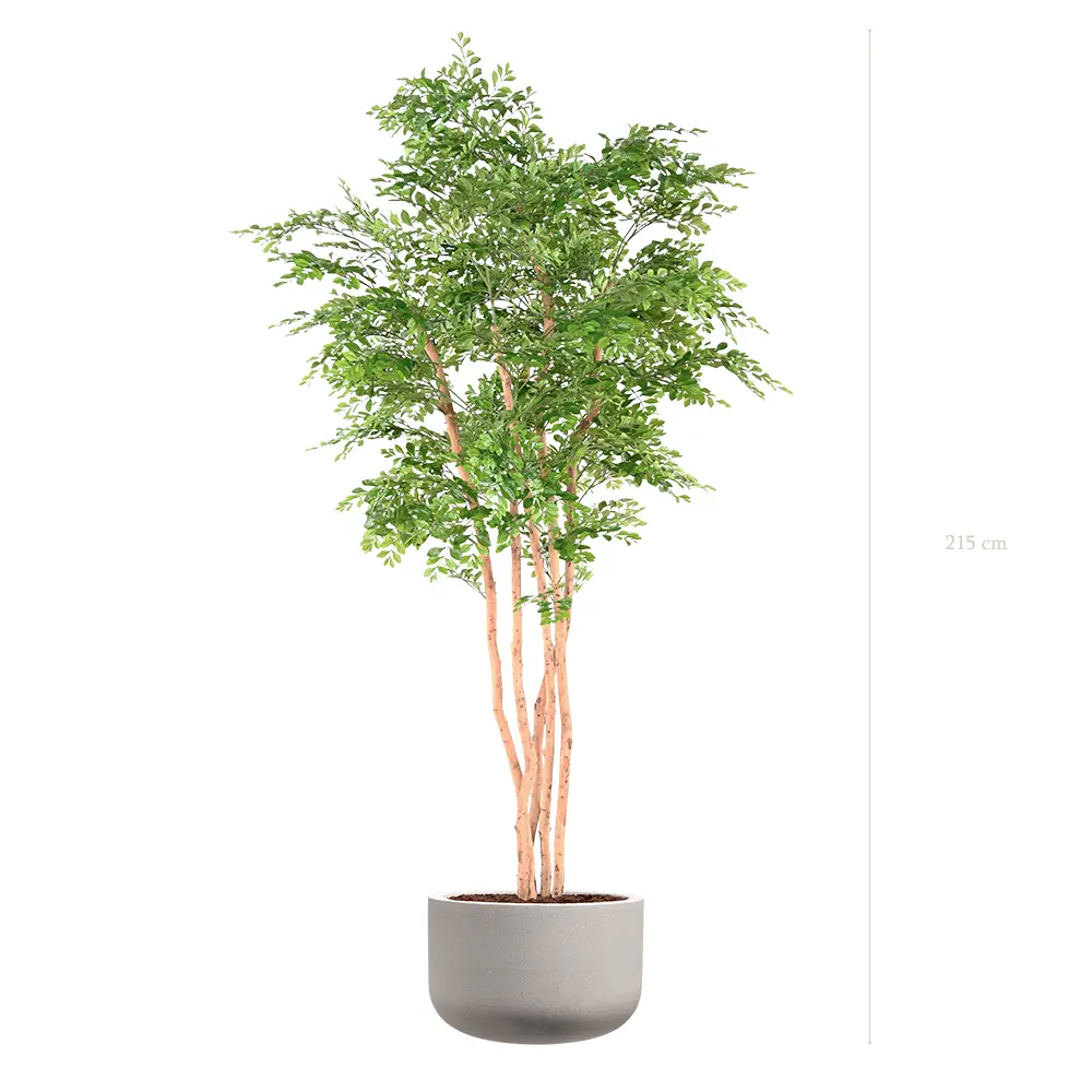 L'Acacia - Pot Sable - Semi-Naturel