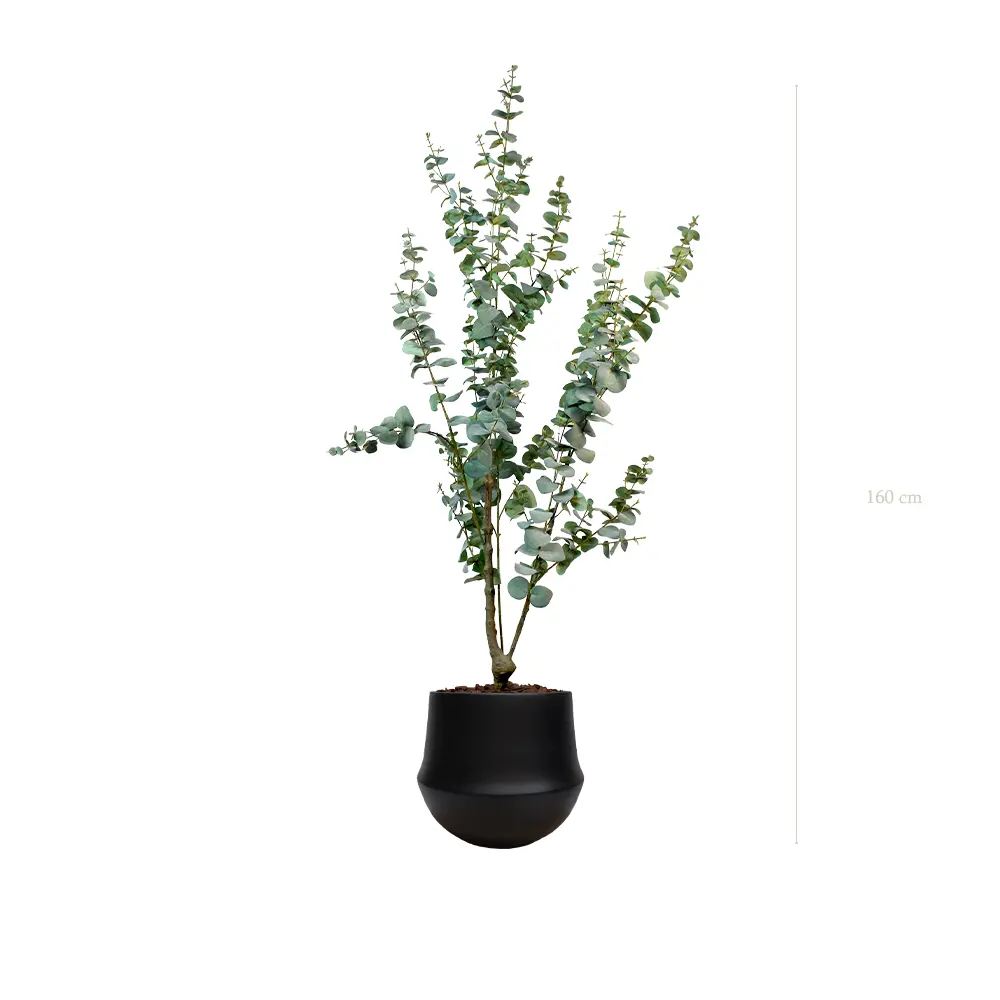 Le Petit Eucalyptus - Pot Rond Noir - Artificiel