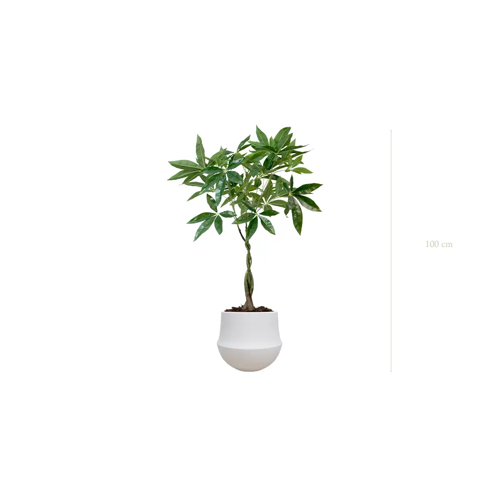 Le Pachira - Pot Rond Blanc - Artificiel