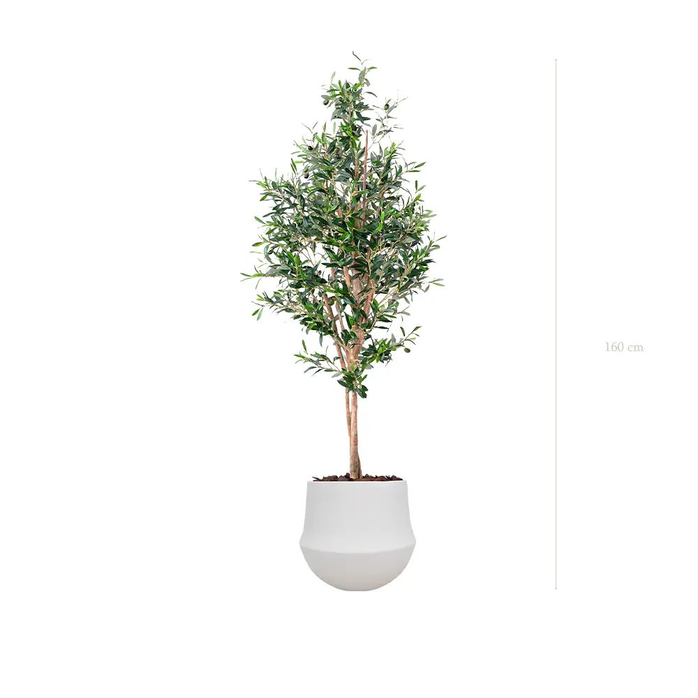 Le Petit Olivier - Pot Rond Blanc - Semi-Naturel
