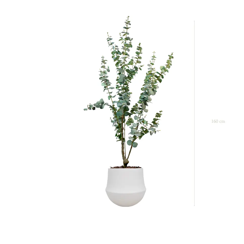 Le Petit Eucalyptus - Pot Rond Blanc - Artificiel