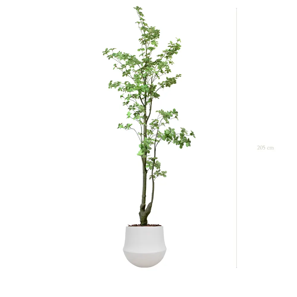 Le Tropaeolum - Pot Rond Blanc - Artificiel