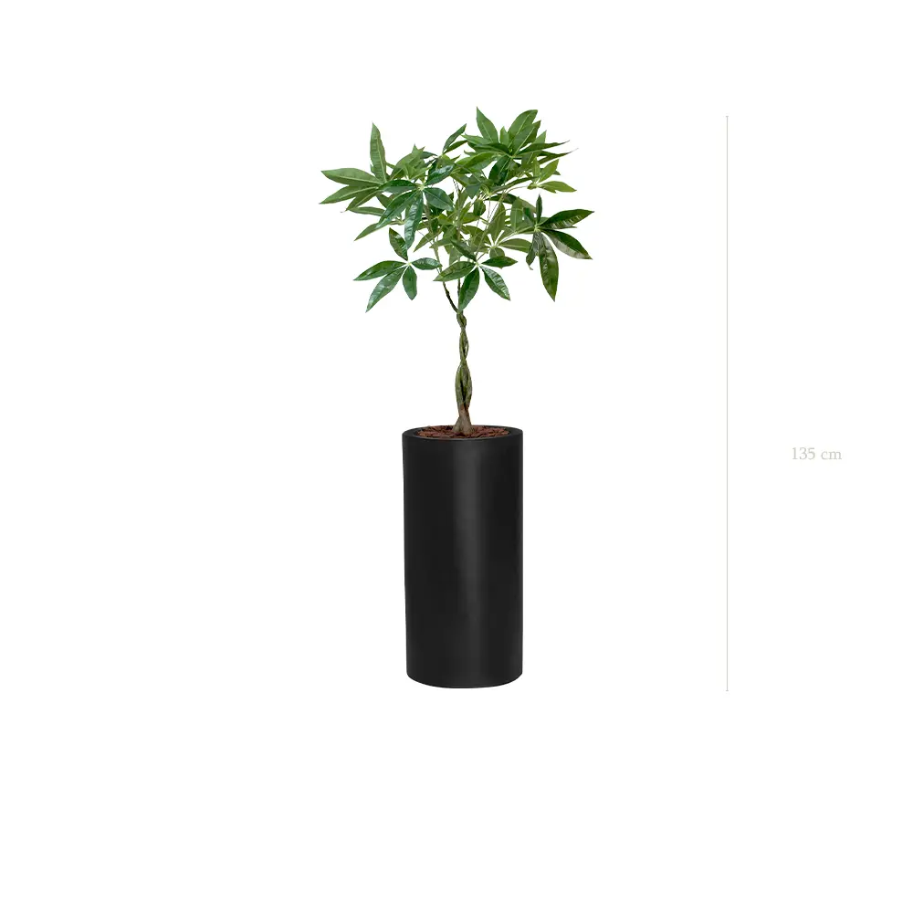 Le Pachira - Cylindre Haut Noir - Artificiel