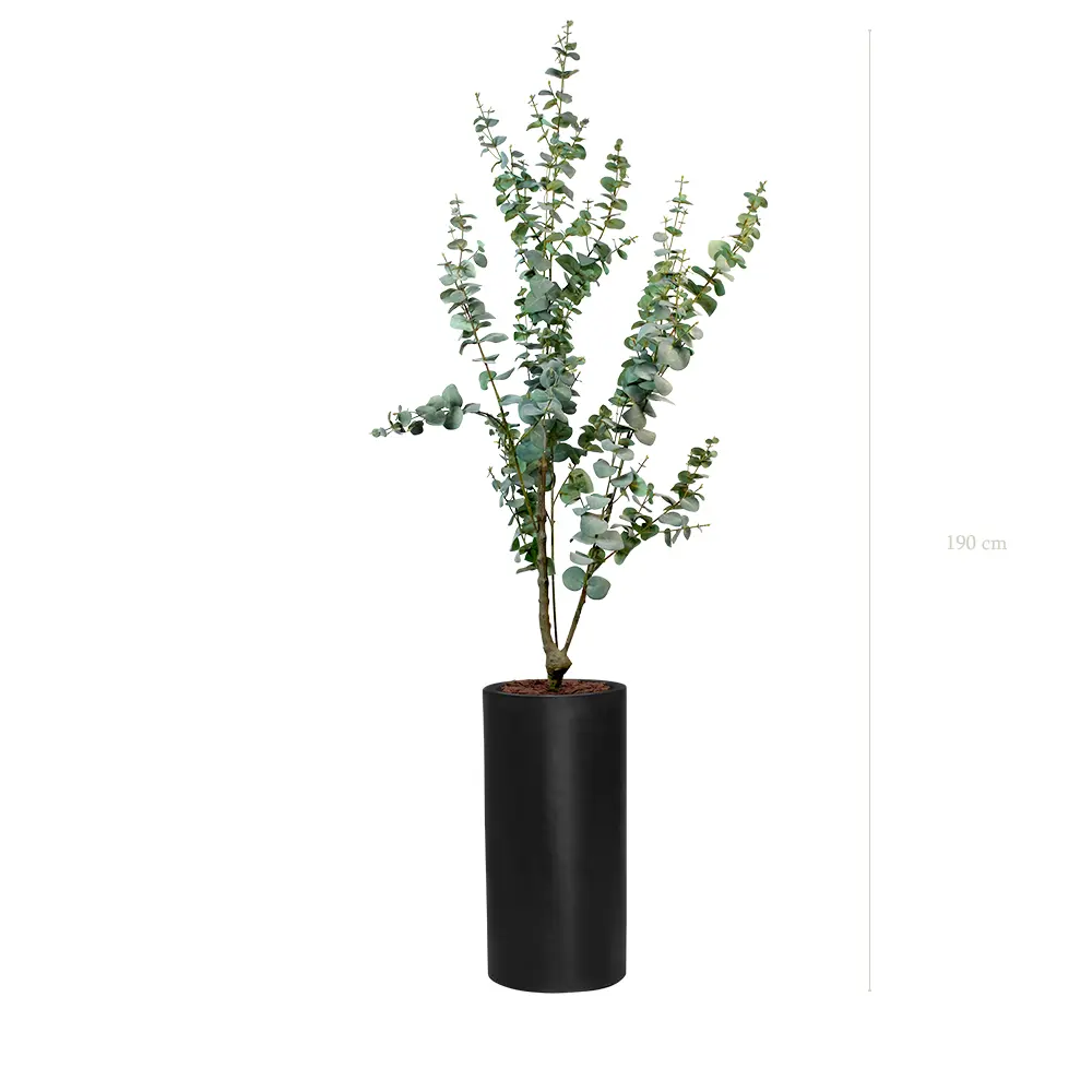 Le Petit Eucalyptus - Cylindre Haut Noir - Artificiel