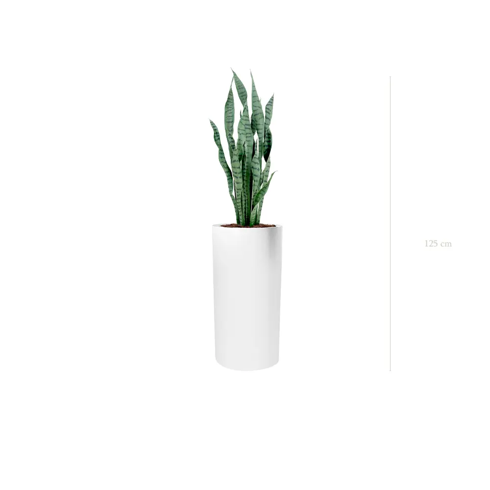 Le Sansevieria - Cylindre Haut Blanc - Artificiel
