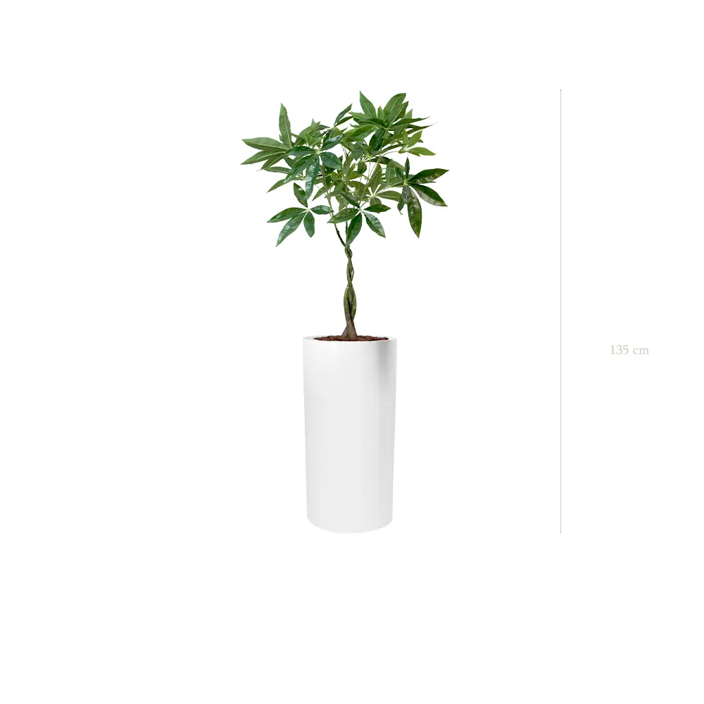 Le Pachira - Cylindre Haut Blanc - Artificiel