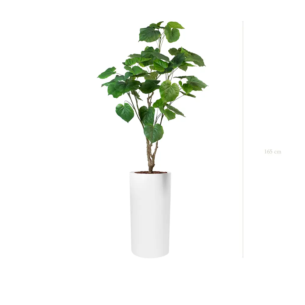 Le Ficus Umbellata - Cylindre Haut Blanc - Artificiel