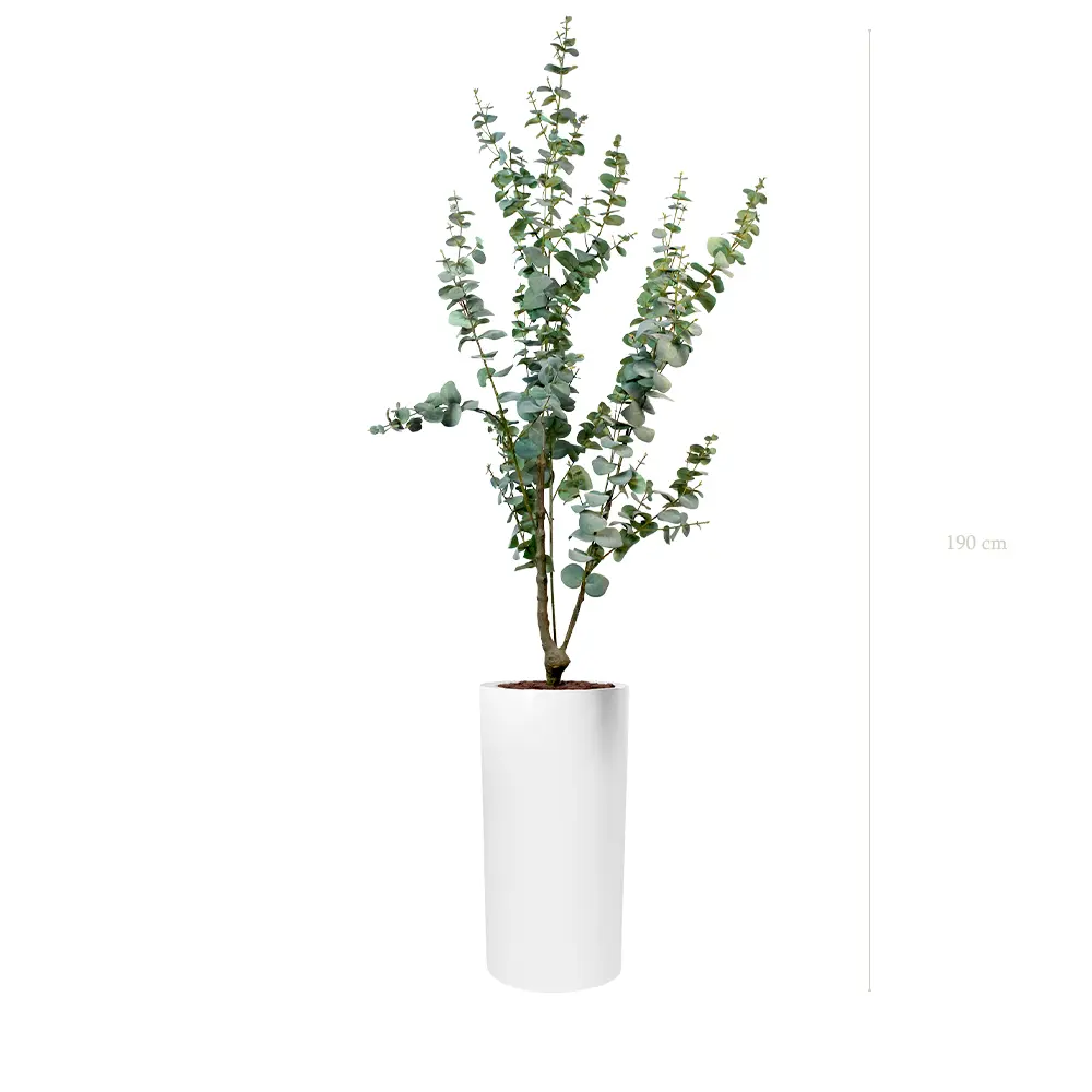 Le Petit Eucalyptus - Cylindre Haut Blanc - Artificiel
