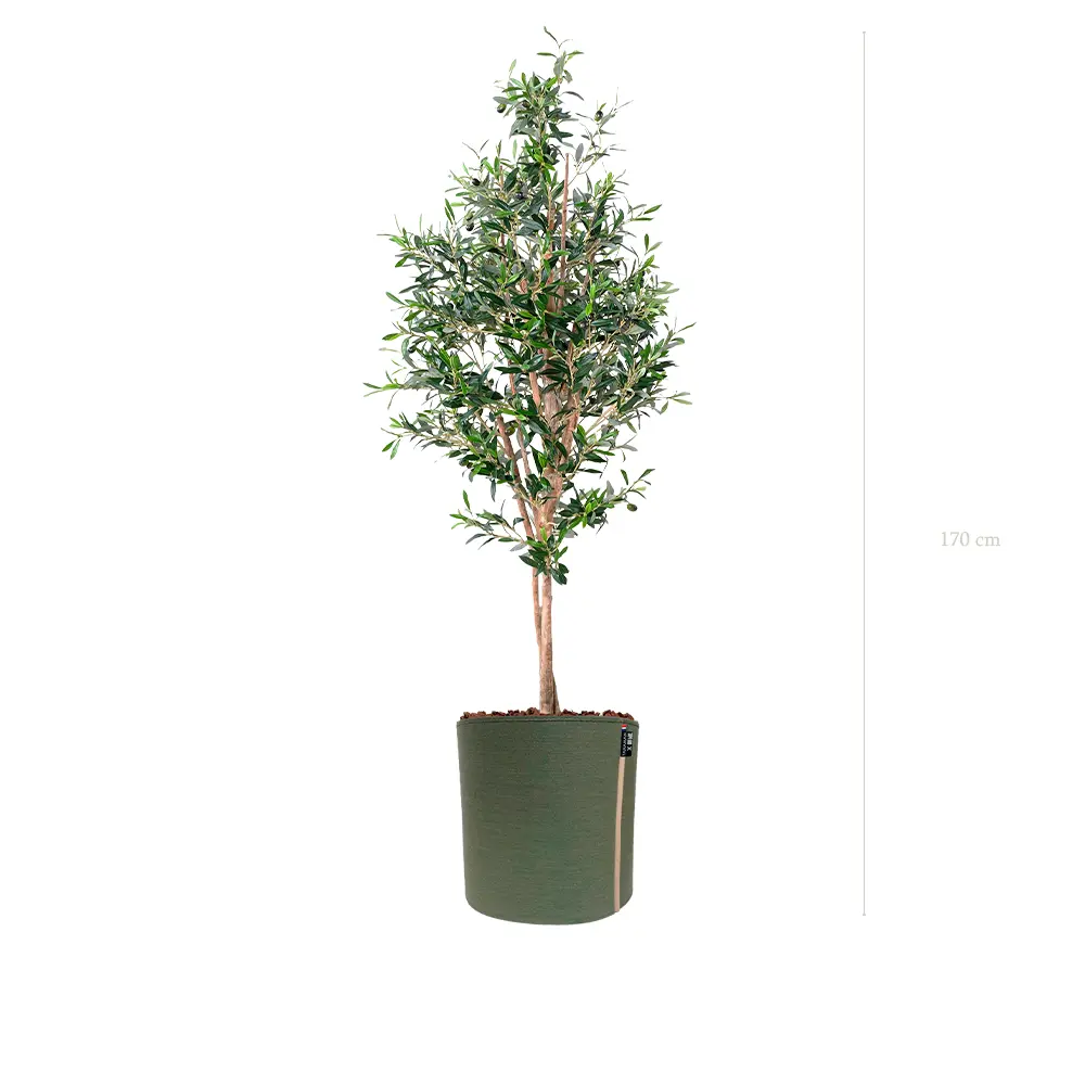 Le Petit Olivier - Pot MyBac - Semi-Naturel