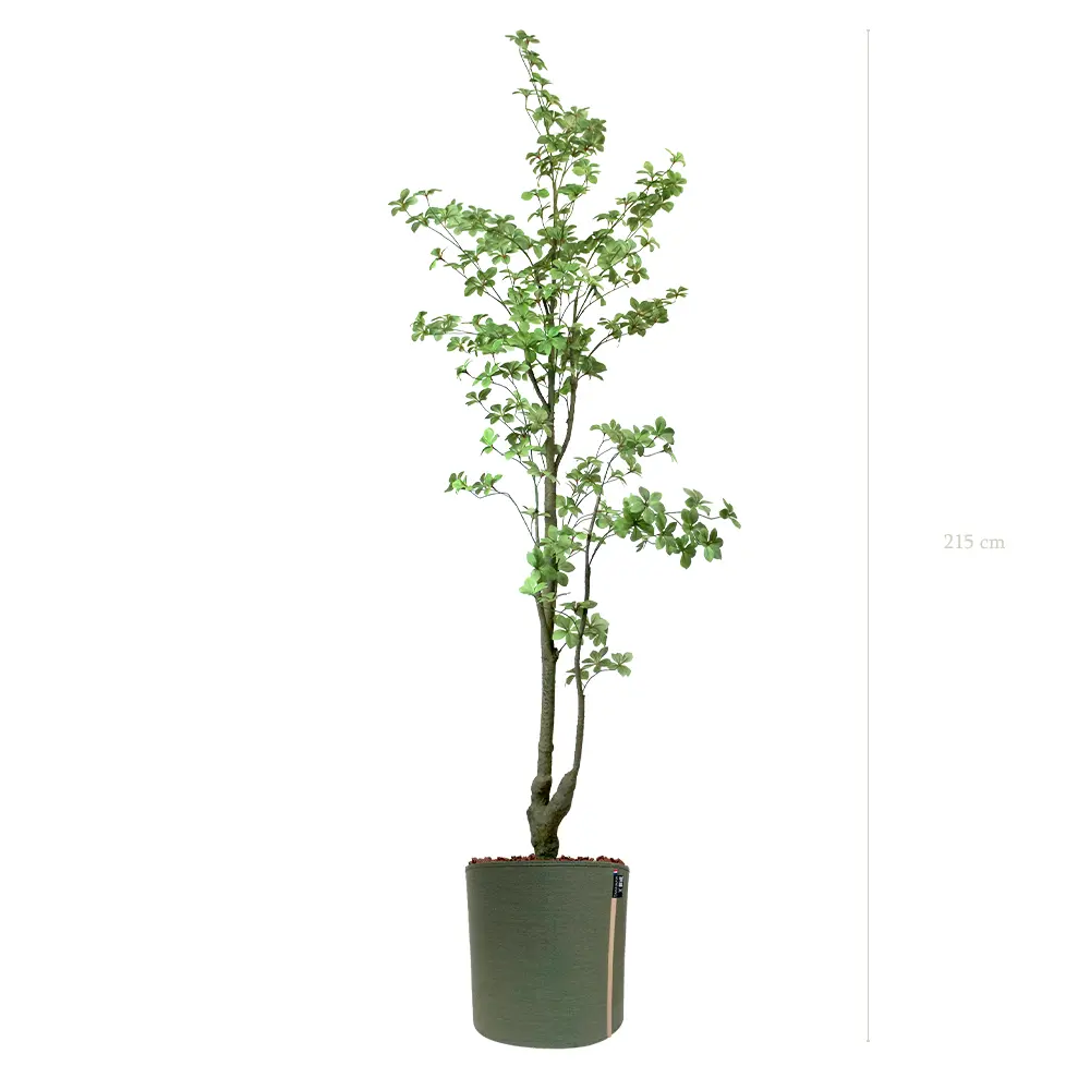 Le Tropaeolum - Pot MyBac - Artificiel