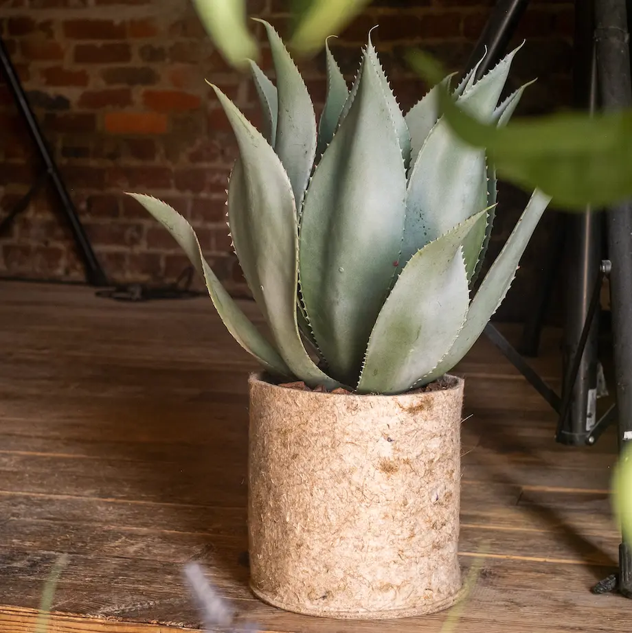 The Agave – Beige Fabric Pot #Artificial