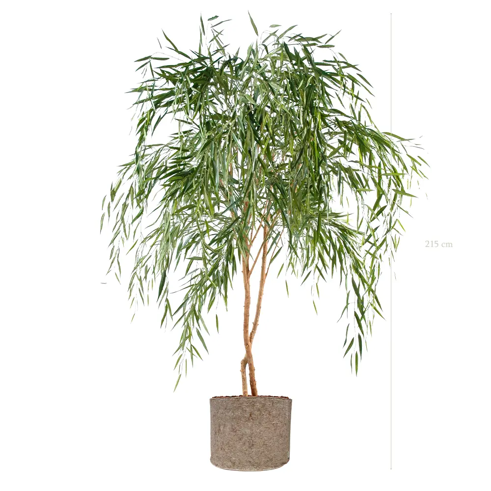 Le Saule - Pot Tissu Beige - Semi-Naturel