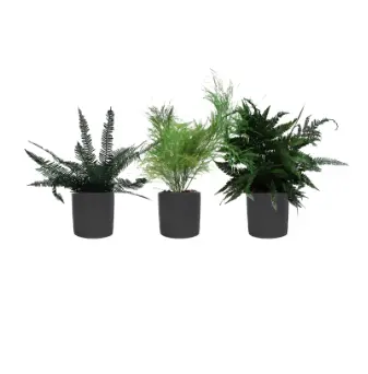 Lot de 3 pots végétalisés - Pots Gris - Stabilisé  