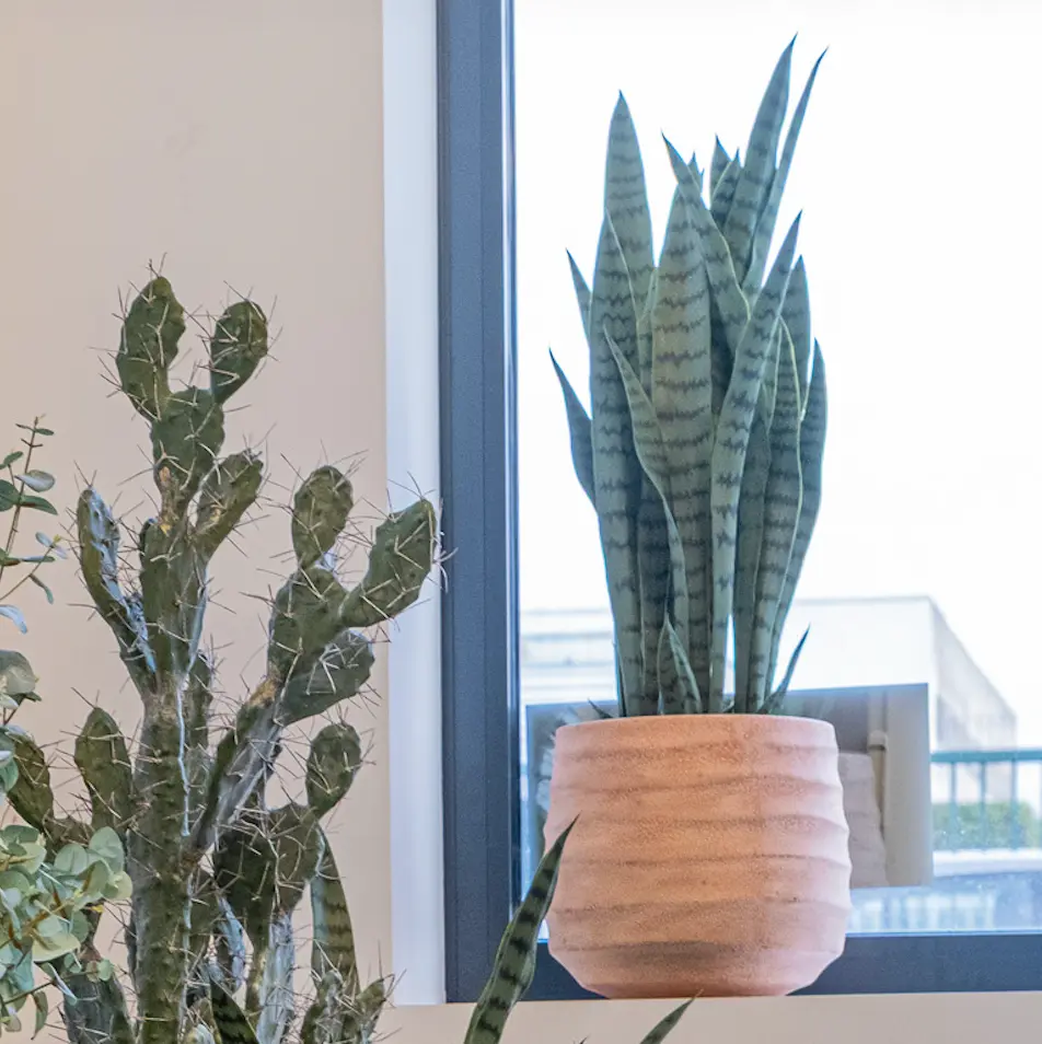 Le Sansevieria - Pot Terracotta - Artificiel 