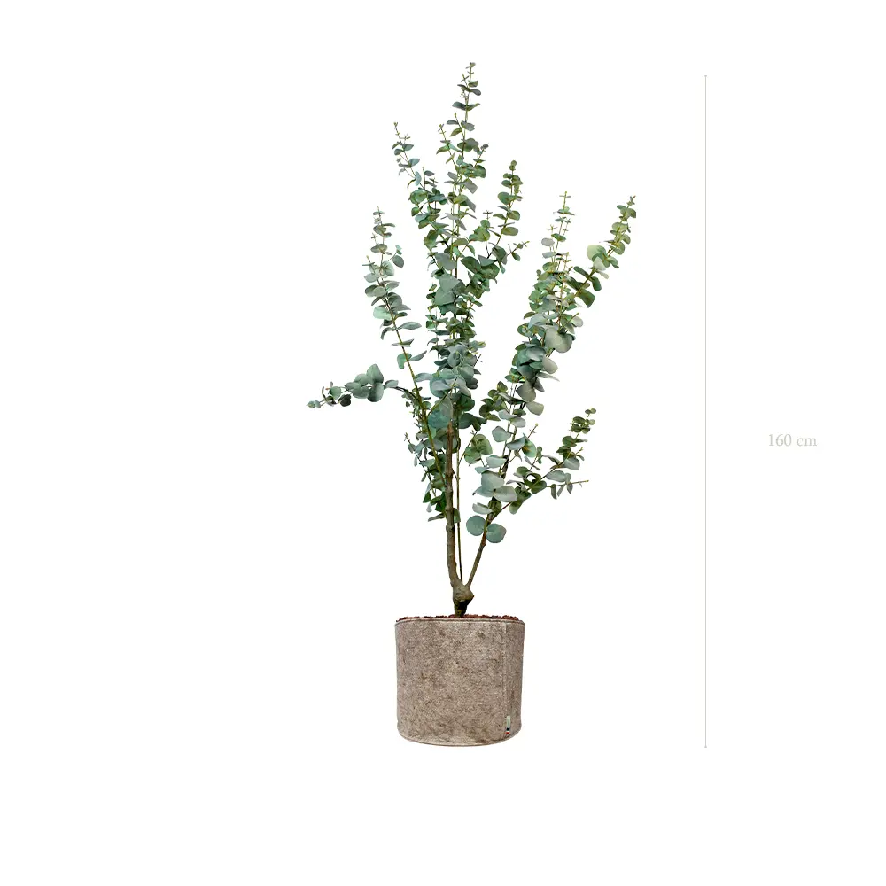 Le Petit Eucalyptus - Pot Tissu Beige - Artificiel 