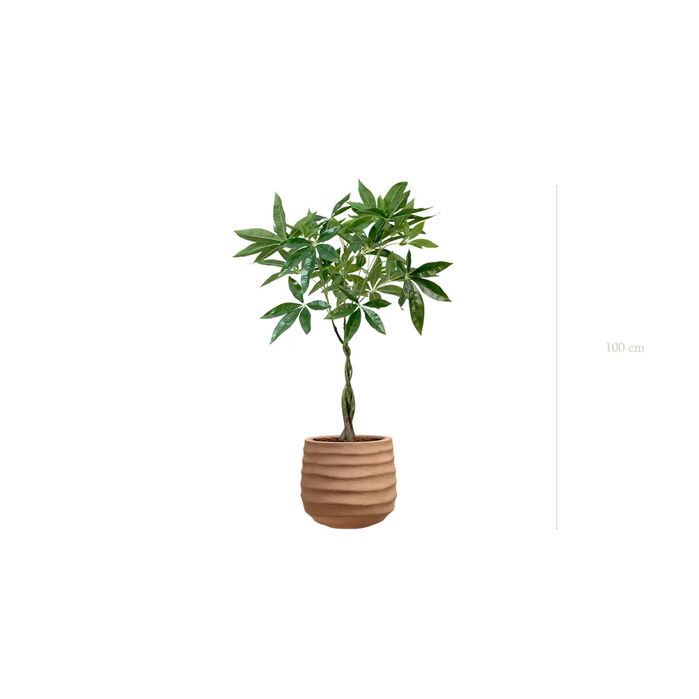 Le Pachira - Pot Terracotta - Artificiel 