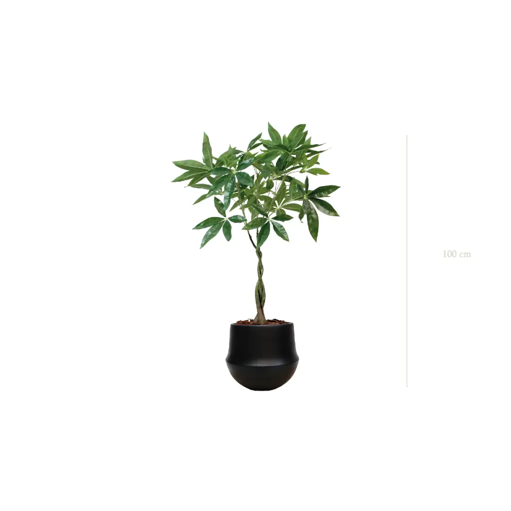 Le Pachira - Pot Rond Noir - Artificiel 