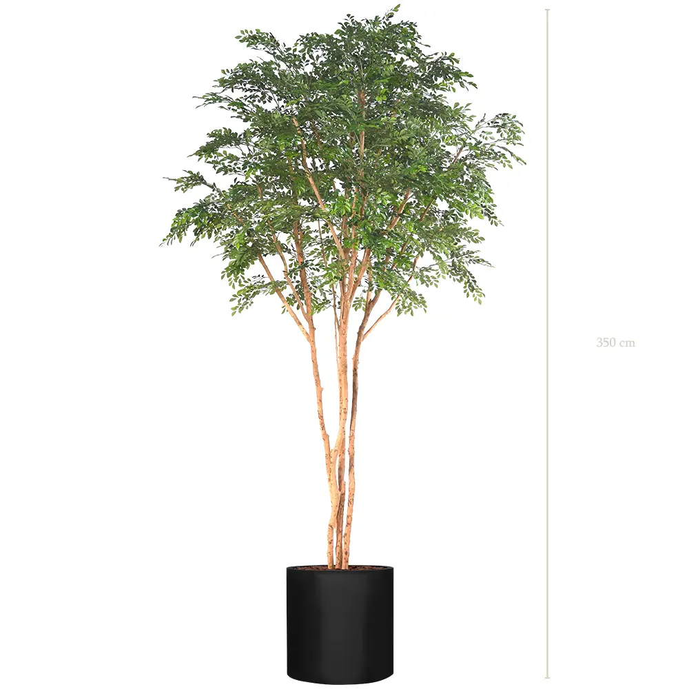 Le Bucida - Cylindre Noir - Semi-Naturel 