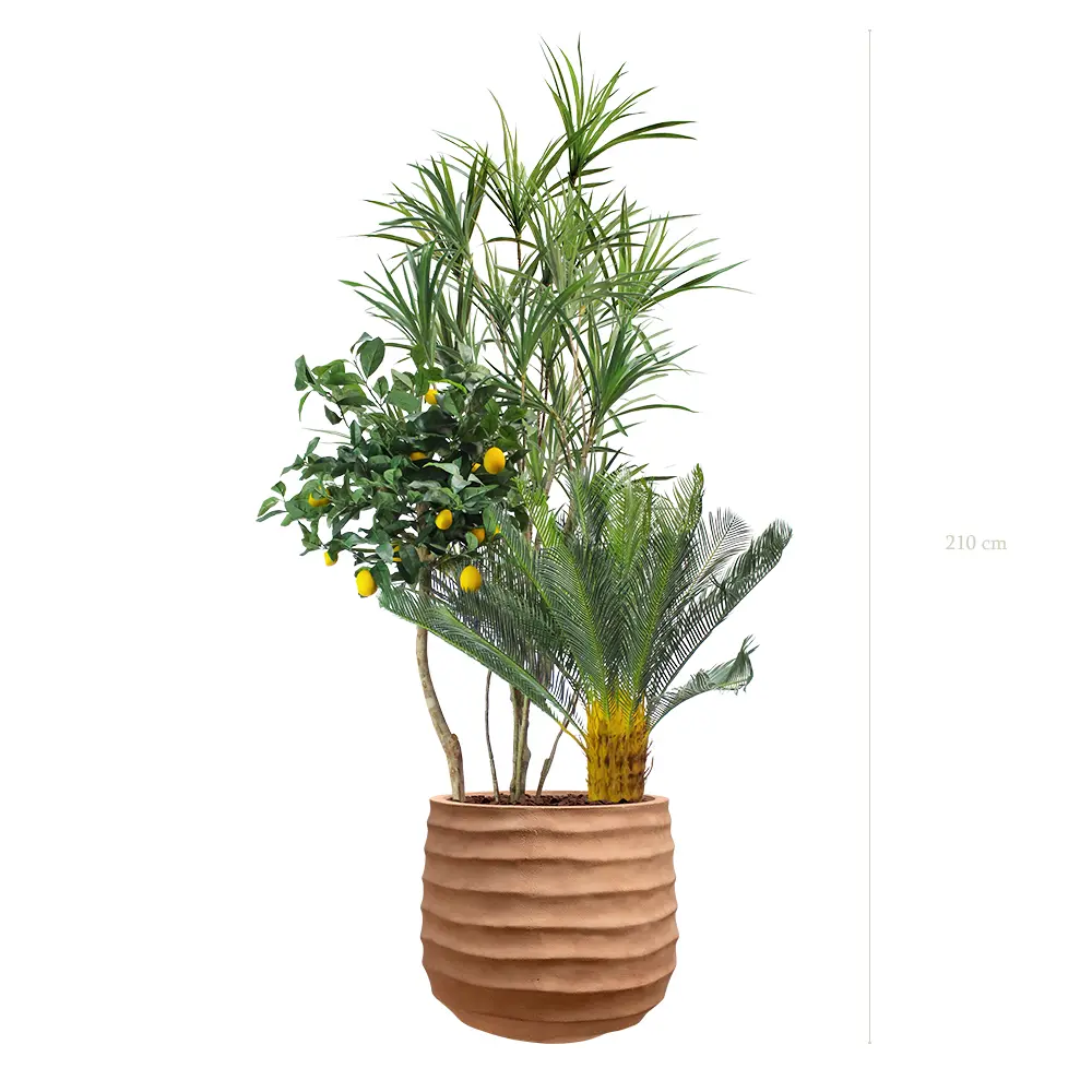 La Capri - Pot Terracotta - Semi-Naturel 