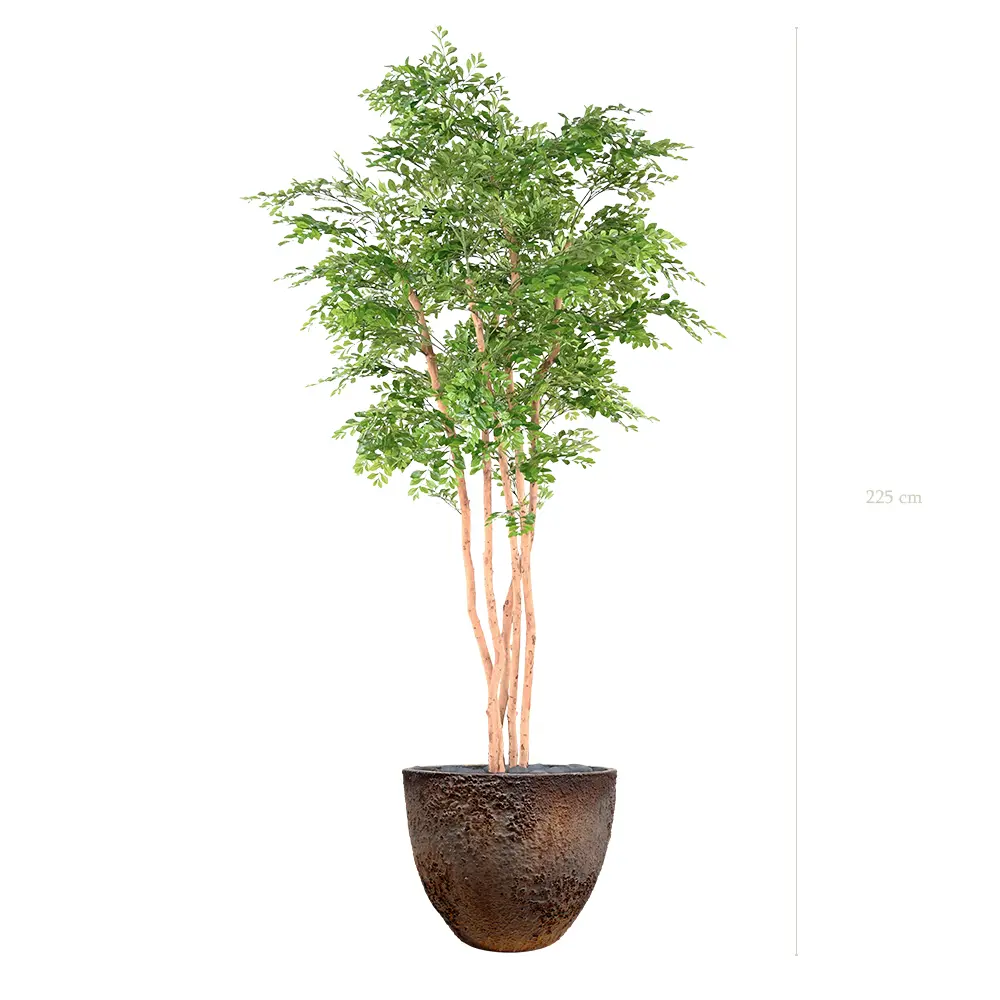 L'Acacia - Pot Oyster - Semi-Naturel