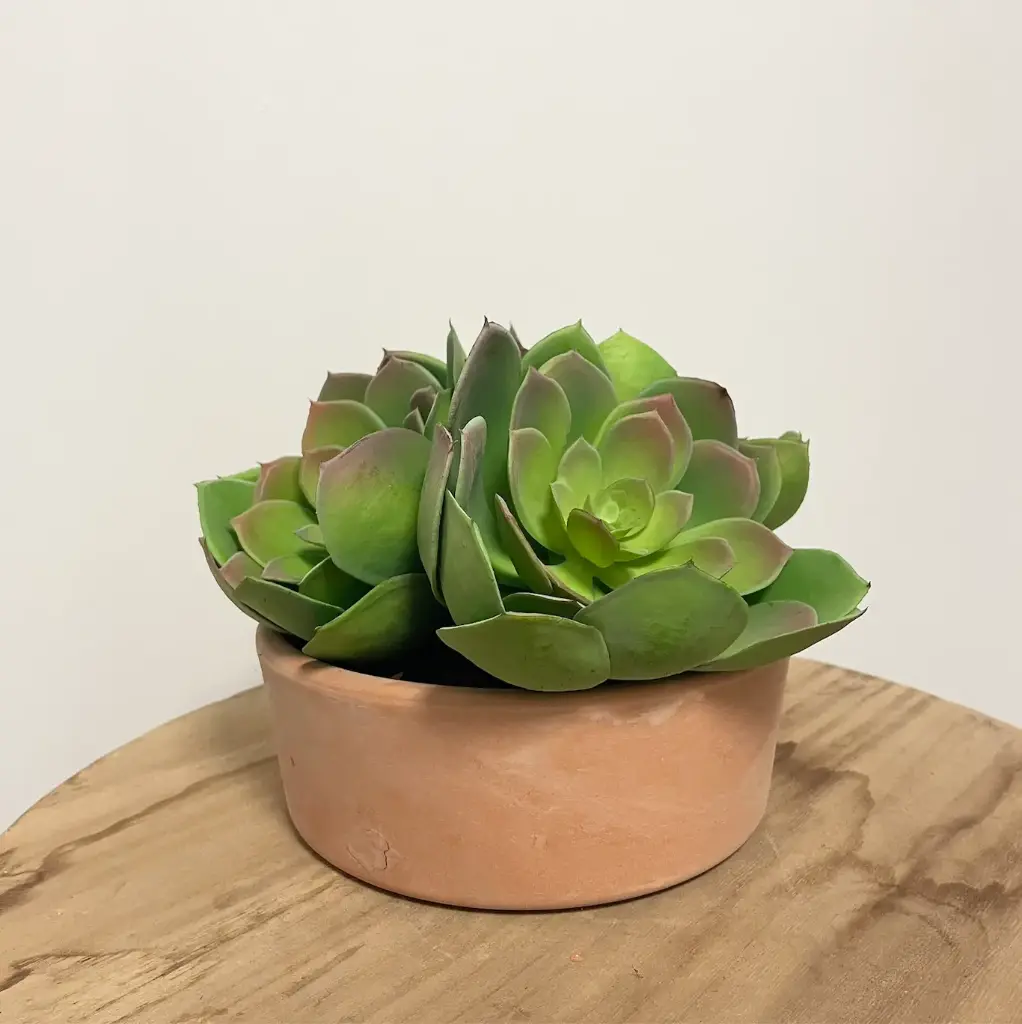L’Echeveria - Pot Terre Cuite - Artificiel 