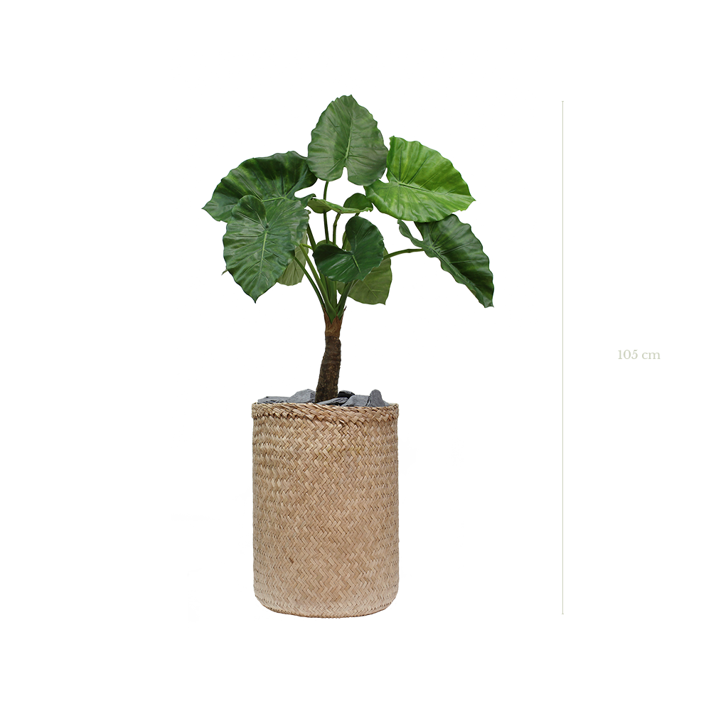 Le Petit Alocasia 105 cm - Pot Tressé - Artificiel