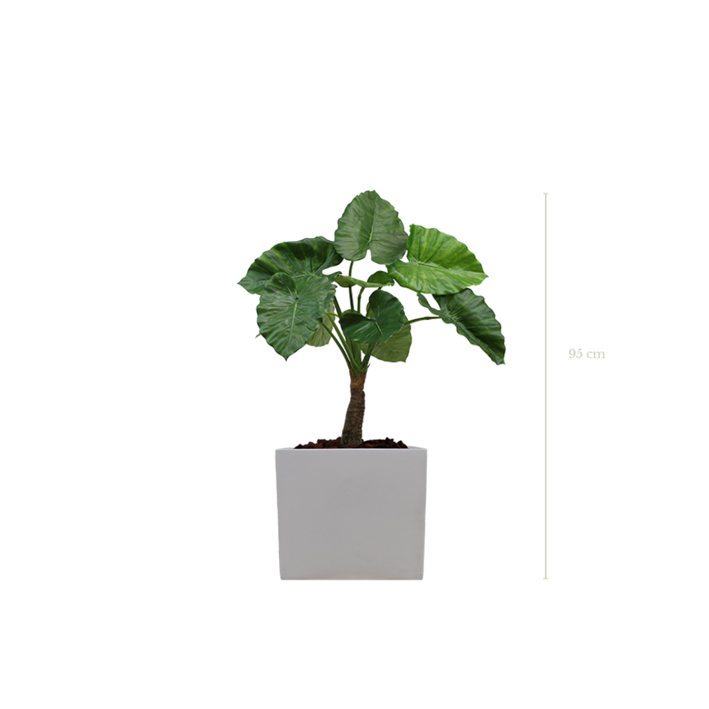 Le Petit Alocasia 95 cm - Cube Blanc - Artificiel