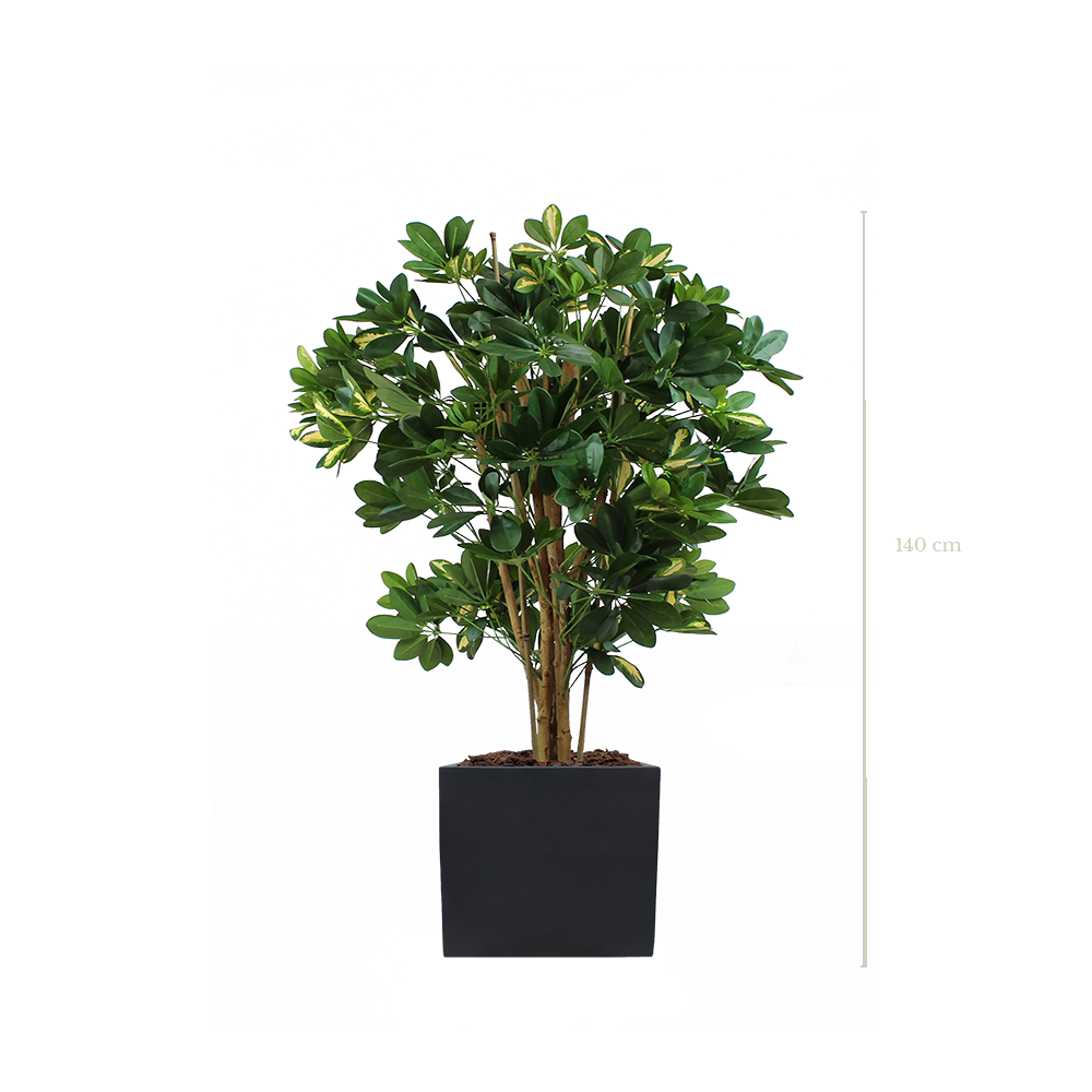 Le Schefflera 140 cm - Cube Noir - Semi-naturel