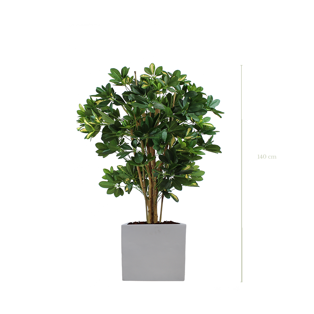 Le Schefflera 140 cm - Cube Blanc - Semi-naturel