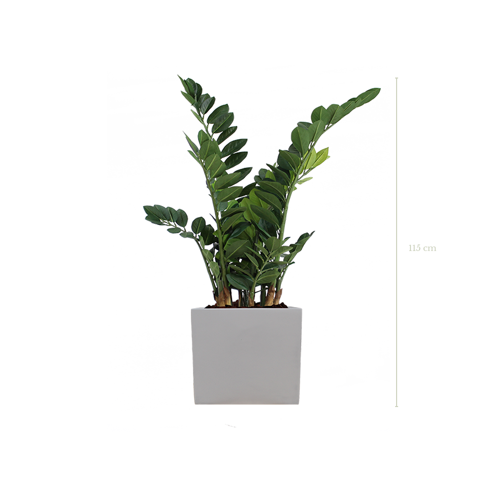 Le Zamia 100 cm - Cube Blanc - Artificiel