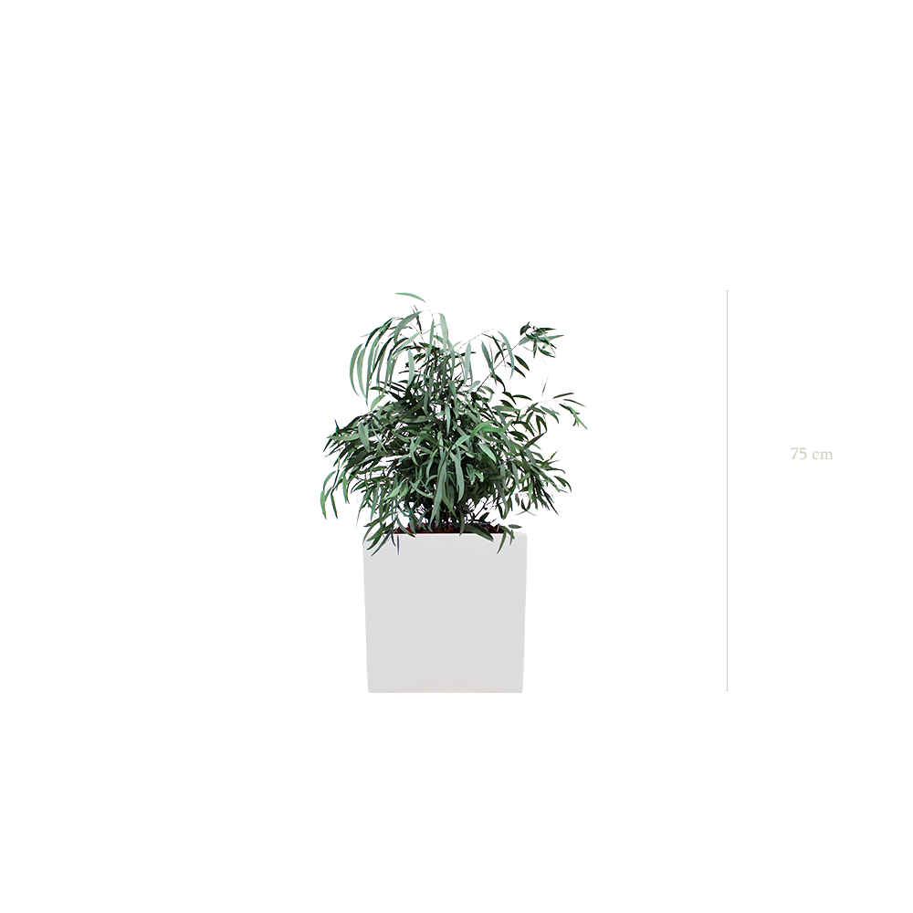 The Small Nicoly - White Cube #Stabilized