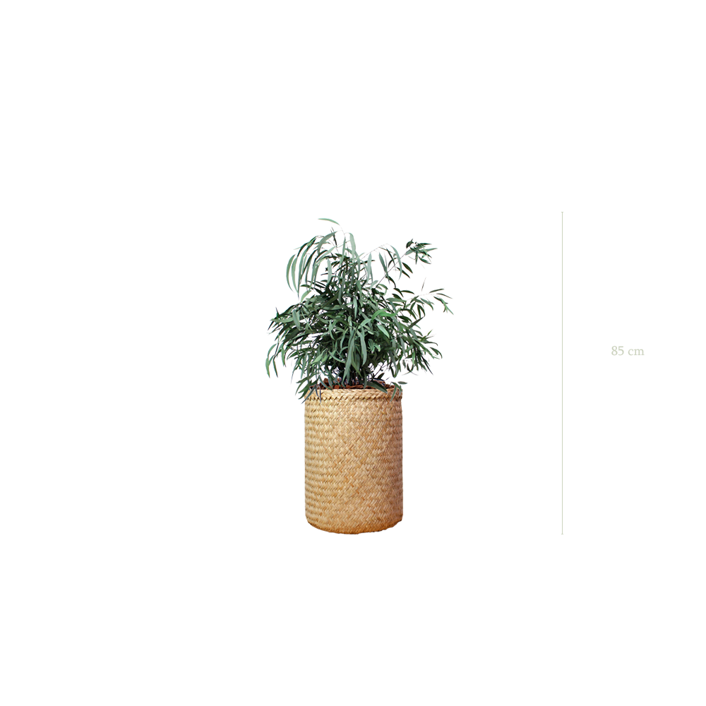 Le Petit Nicoly - Pot Tressé - Stabilisé