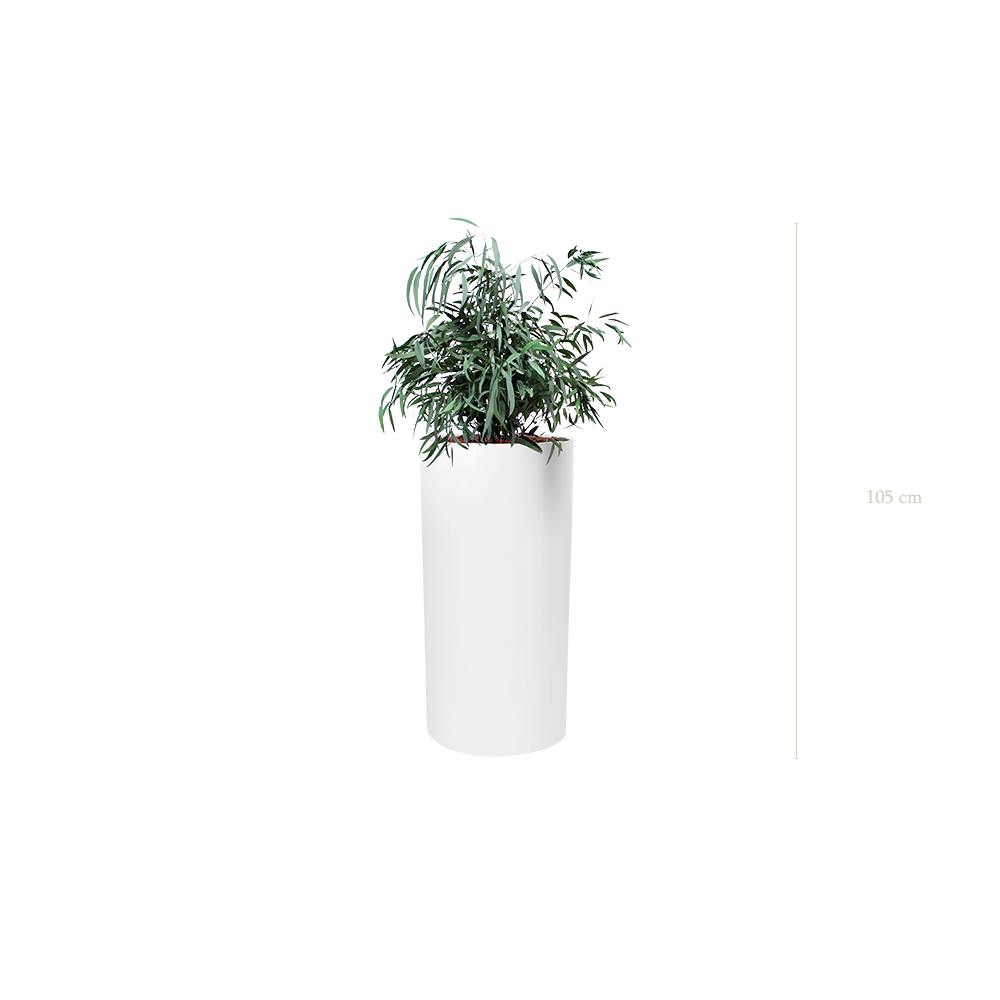 Le Petit Nicoly - Cylindre Haut Blanc - Stabilisé