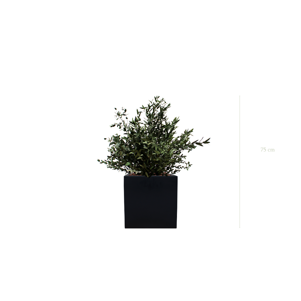 Le Petit Parvifolia - Cube Noir - Stabilisé