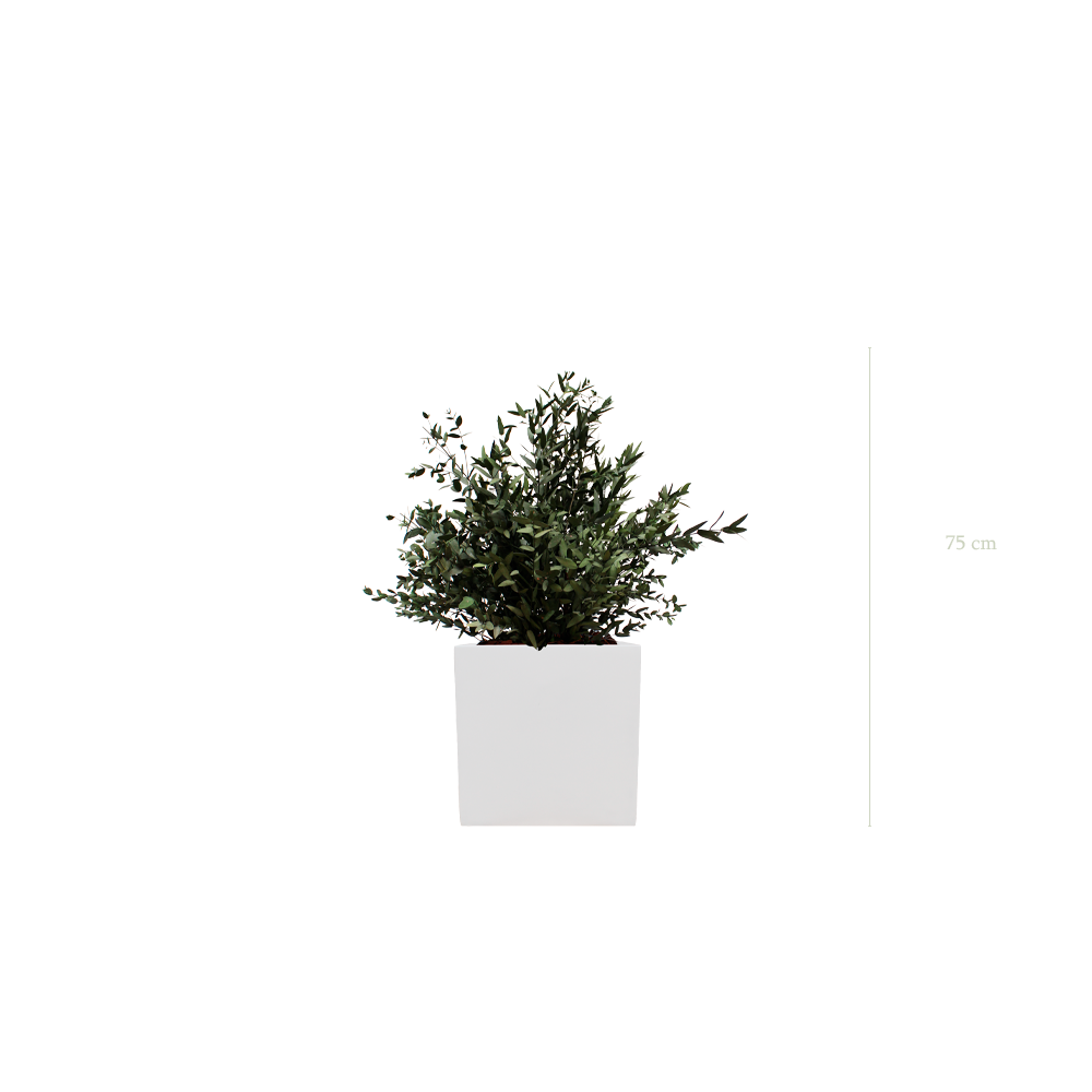 Die kleine Parvifolia – weißer kubischer Topf #Stabilisiert
