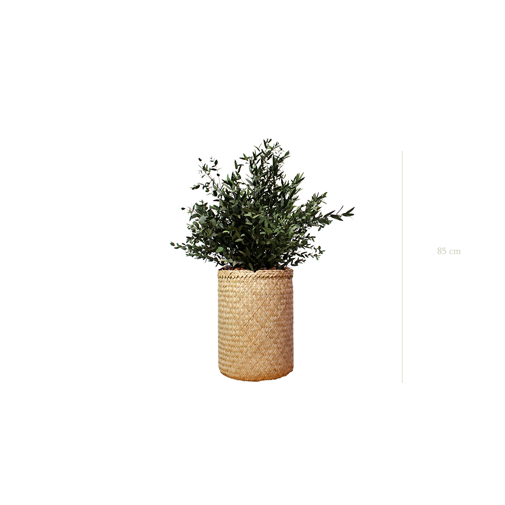 Le Petit Parvifolia - Pot Tressé - Stabilisé